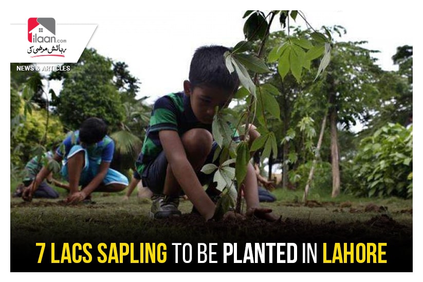 7 Lacs sapling to be planted in Lahore