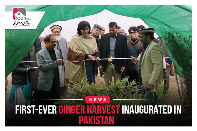 First-ever ginger harvest inaugurated in Pakistan