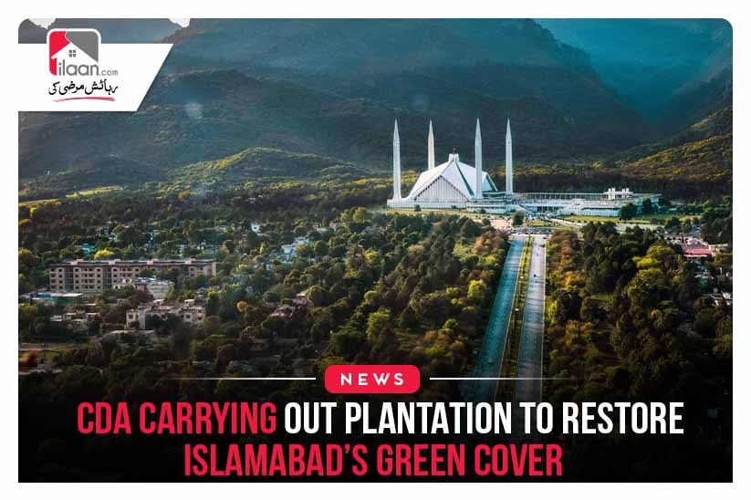 CDA carrying out plantation to restore Islamabad’s green cover