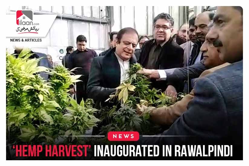 Hemp harvest’ Inaugurated in Rawalpindi