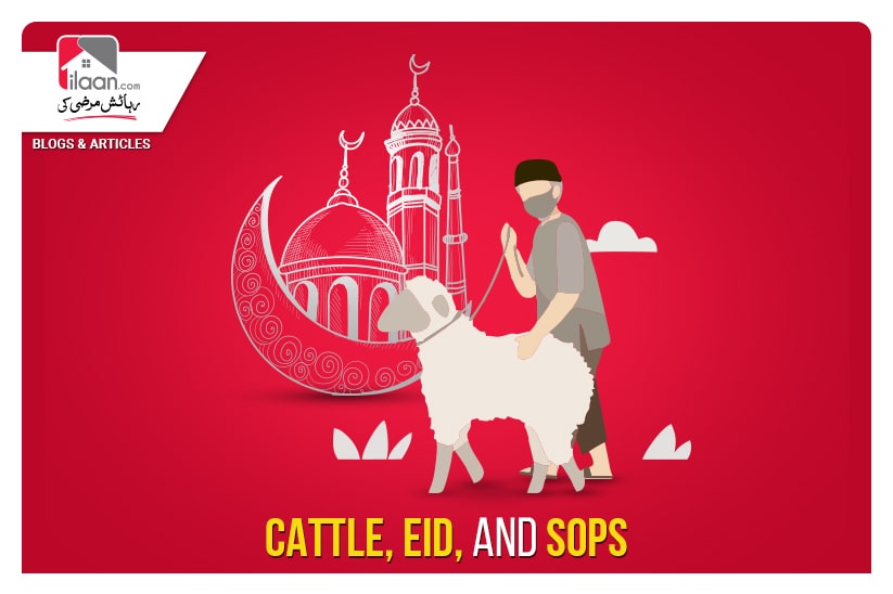 Cattle, Eid, and SOPs