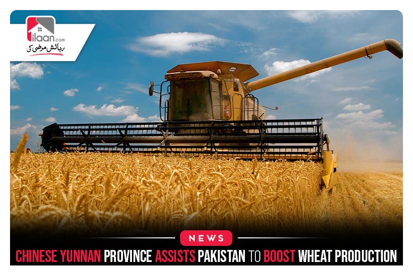 Chinese Yunnan province assists Pakistan to boost wheat production