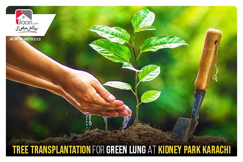 Tree Transplantation For Green Lung At Kidney Park Karachi