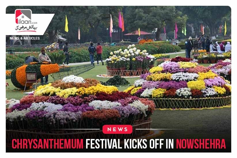 Chrysanthemum festival kicks off in Nowshehra