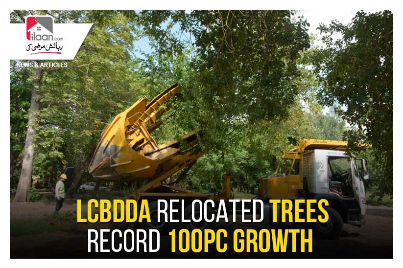 LCBDDA relocated trees record 100pc growth