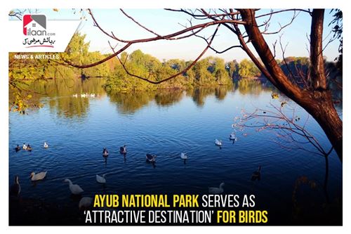 Ayub National Park serves as ‘attractive destination’ for birds