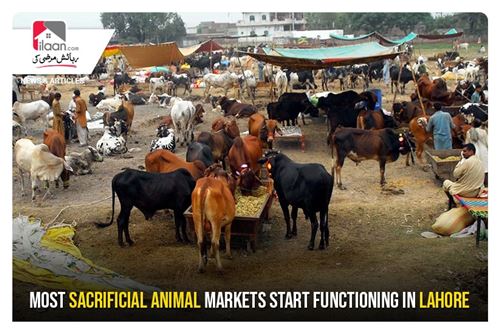 Most sacrificial animal markets start functioning in Lahore