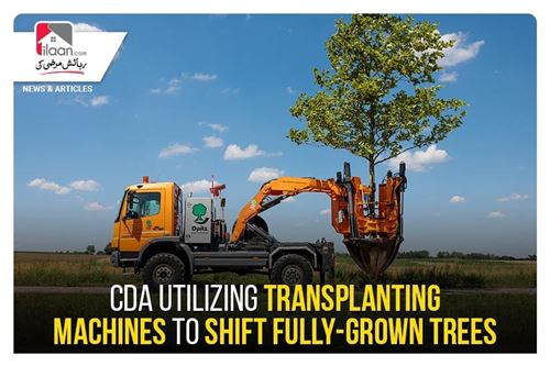 CDA utilizing transplanting machines to shift fully-grown trees