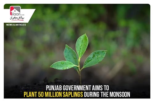 Punjab government aims to plant 50 million saplings during the monsoon