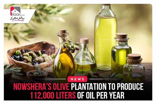 Nowshera’s olive plantation to produce 112,000 liters of oil per year