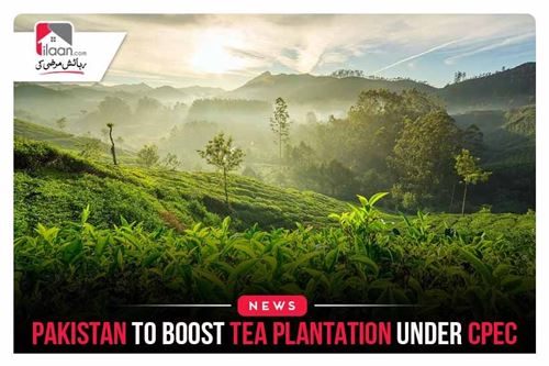 Pakistan to Boost Tea Plantation Under CPEC