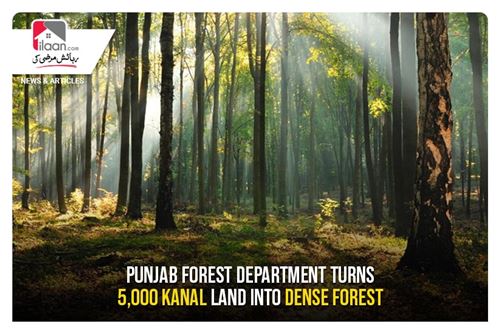 Punjab Forest Department turns 5,000 kanal land into dense forest