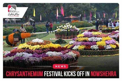 Chrysanthemum festival kicks off in Nowshehra