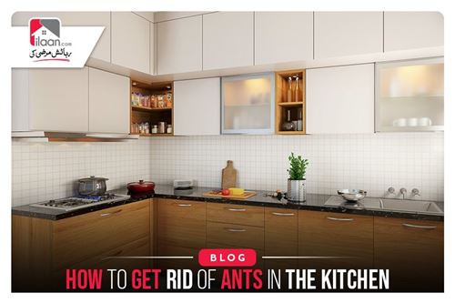 How To Get Rid Of Ants In The Kitchen