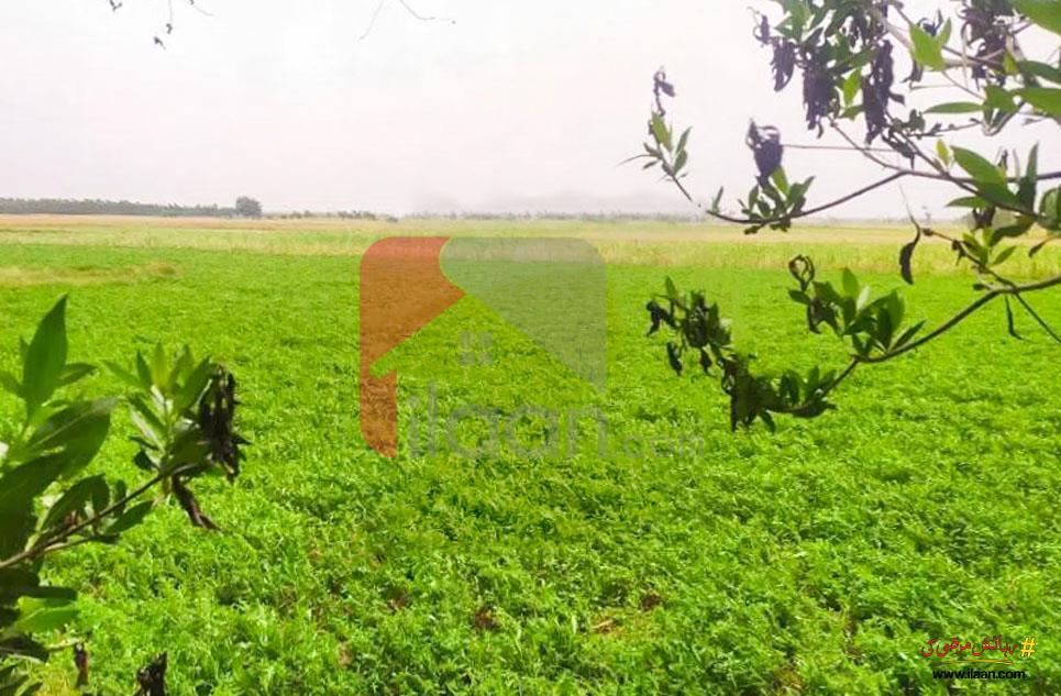 80 Kanal Agriculture Land for Sale on Satiana Road, Faisalabad