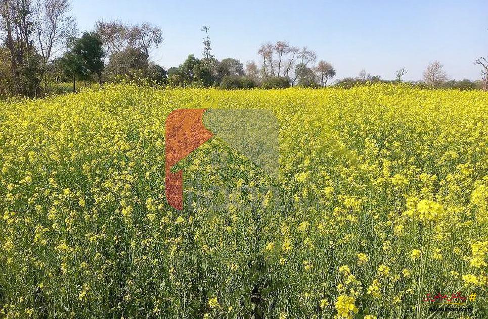 44 Kanal Agriculture Land for Sale on Satiana Road, Faisalabad