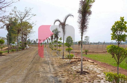 2 Kanal Farmhouse Plot for Sale on Bedian Road, Lahore